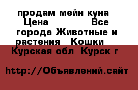 продам мейн куна › Цена ­ 15 000 - Все города Животные и растения » Кошки   . Курская обл.,Курск г.